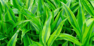 Dracena 703 0 029 Dracena_ok